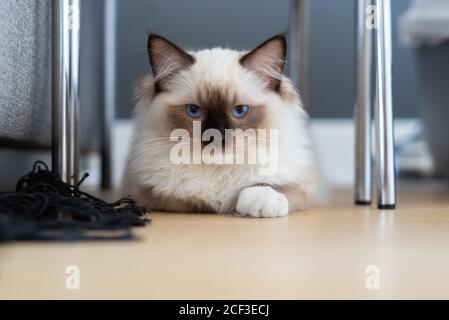 Ragdoll Kitten unter Tisch in Luxus-Wohnung entspannen. Stockfoto