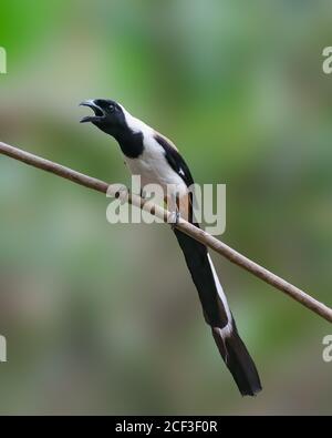 Ein schöner Weißbauchtreepie (Dendrocitta leucogastra), der auf einem Barsch mit selektivem Fokus und verschwommenem Hintergrund in den Wäldern von T ruft Stockfoto