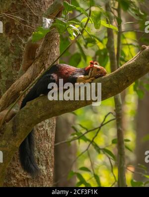 Ein wunderschöner Malabar Riesenhörnchen (Ratufa indica), der flach auf dem Ast eines Baumes in freier Wildbahn ruht. Stockfoto