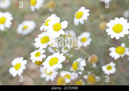 Kamille (Kamille nobile) im Garten Stockfoto