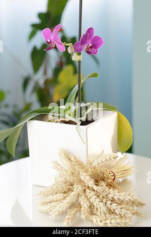 Topf mit zwei rosa Orchideen auf einem weißen Tisch in Ein Zimmer Stockfoto