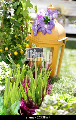 Schöne Ecke eines Straßenblumenmarktes mit Laterne Und eine Aloe-Pflanze mit einer Tafel mit Preis Stockfoto