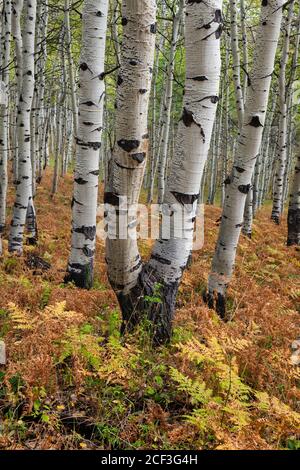 Aspen Stämme und Farne im Herbst, Alpine Loop, Wasatch Mountains, Utah Stockfoto