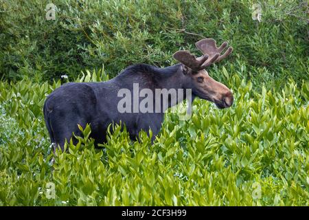 Bull Moose, Albion Basin, Little Cottonwood Canyon, Utah Stockfoto