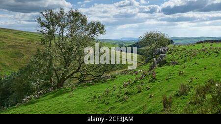 Moorland, Bäume und Täler in der Nähe von Horton in Ribblesdale im Yorkshire Dales National Park, North Yorkshire, mit Schar von Pendle Hill in weiter Ferne Stockfoto