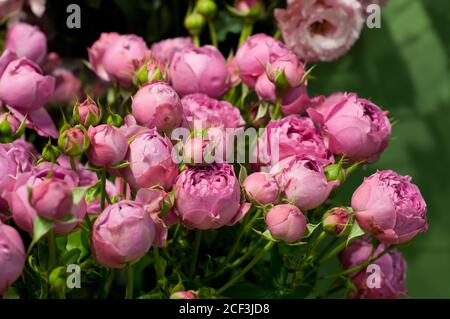 Schöne rosa pionförmige Rose. Strauß Strauchrosen.. Stockfoto