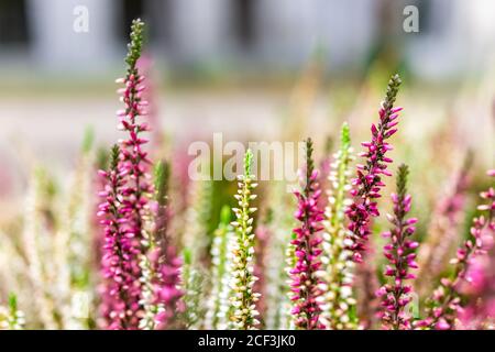 Bokeh verschwommener Hintergrund und Nahaufnahme von rot lila weiß und rosa Heather Calluna vulgaris Blumen zeigen Detail und Textur in Warschau, Polen in wint Stockfoto