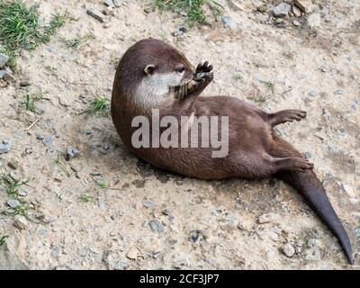 Süßer asiatischer Kurzklauenotter, Aonyx Cinerea, auf dem Rücken mit Steinen spielend. Stockfoto