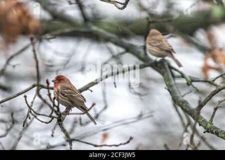 Männlicher roter Hausfink und Weibchen im Hintergrund Nahaufnahme Seite Blick auf Haemorhous mexicanus Vogel, der auf einem Baumzweig sitzt Im Winter in Virginia Stockfoto