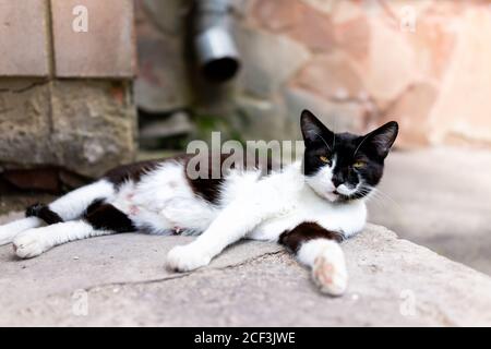 Streunende schwarz-weiße Katze Gesicht Blick auf Kamera mit orangen Augen auf Veranda Bürgersteig Straße in Rivne, Ukraine von Haus Haus Haus Gebäude in der Nähe Stockfoto