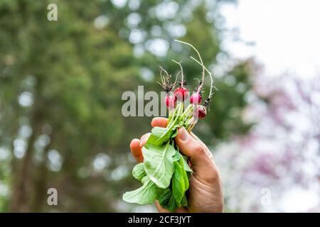 Nahaufnahme der Hand hält vier kleine bunte weiß rosa und Rote Radieschen Gemüseanbau aus dem Garten mit grünen Blättern bei Ernte Stockfoto