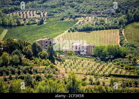 San Gimignano, Italien sanfte Hügel mit Weinbergen und Olivenhain und Haus Villen Landschaft im Dorf im Sommer Luftbild Hochwinkel Stockfoto