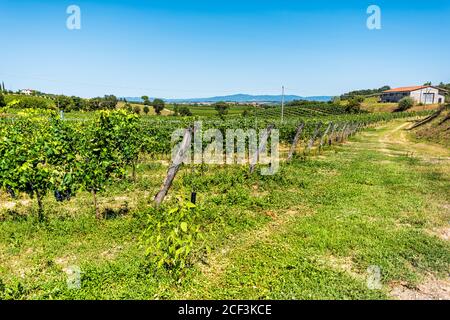 Weintrauben auf Weinrebe hängenden Weinrebe in Montepulciano, Toskana, Italien Weingut mit blauem Himmel im Sommer und Bauernhaus Villa Stockfoto