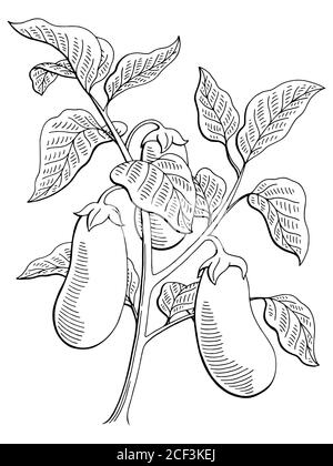 Auberginen Grafik Busch Pflanze schwarz weiß isoliert Skizze Illustration Vektor Stock Vektor