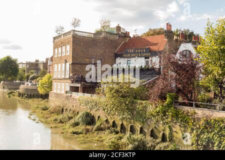 Das Dove Public House, neben der Themse in Hammersmith, West London, England, Großbritannien Stockfoto