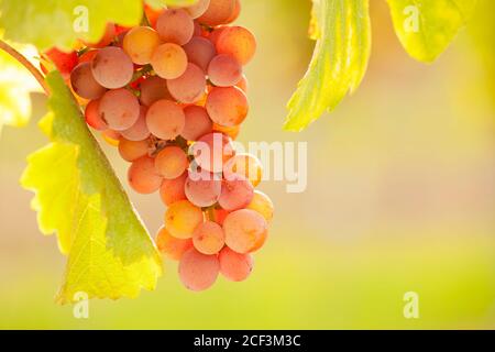 Nahaufnahme eines Traubenstrauchels - Gewürztraminer - auf Ein sonniger Morgen - selektiver Fokus Stockfoto