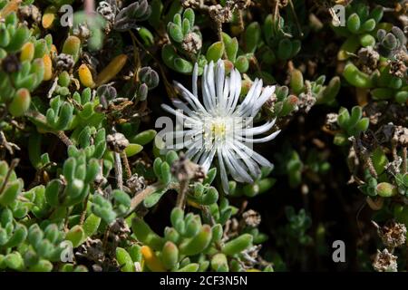 Die Blüte einer gewöhnlichen Eispflanze (Mesembryanthemum crystallinum) Stockfoto