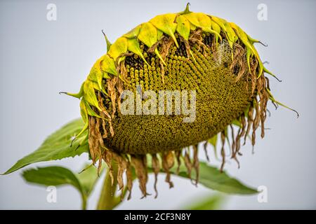 Nahaufnahme Makro einer Sonnenblumenkopfblume reif für die Ernte In der Landwirtschaft Bauernhof Feld am Morgen Nebel nebligen Wetter mit Bokeh-Hintergrund Stockfoto