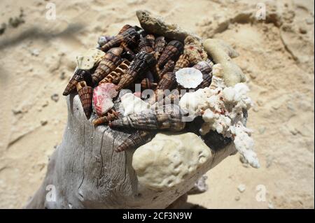 Wunderschöne tropische Muscheln und Korallen aus dem Indischen Ozean. Strandlandschaft auf den Seychellen. Sammlung von Muscheln. Stockfoto