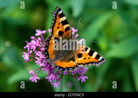 Ein kleiner Schildpatt-Schmetterling (Aglais urticae) Auf den Blüten eines roten Baldrians (Centranthus ruber) Stockfoto