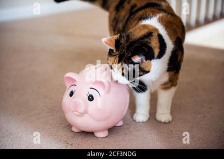 Nahaufnahme der lustigen niedlichen weiblichen Calico Katze schnüffeln Riechen auf Teppichboden zu Hause Zimmer im Inneren Haus, suchen von rosa Schwein Sparschwein Bank t Stockfoto