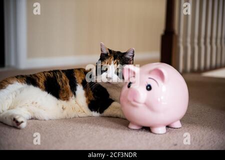 Lustige niedliche weibliche Calico Katze liegend auf Teppich Boden zu Hause Zimmer im Inneren Haus, Blick von rosa Schwein Sparschwein Sparspielzeug Stockfoto