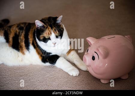 Nahaufnahme Blick nach unten über Ansicht der lustigen niedlichen weiblichen Calico Katze liegend auf Teppichboden zu Hause Zimmer im Inneren Haus, Blick von rosa Schwein Schwein Stockfoto