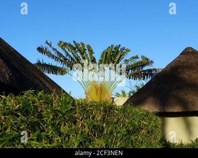 Ravenala madagascariensis. Gattung der blühenden Pflanzen mit einer einzigen Art. Allgemein bekannt als der Baum des Reisenden oder Ost-West-Palme aus Madagaskar Stockfoto