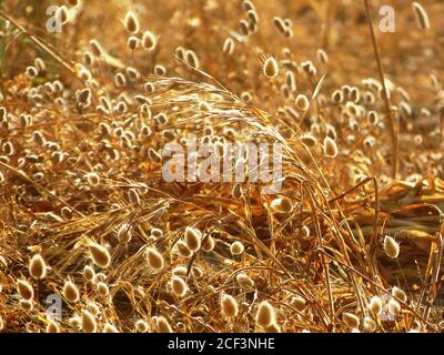 Lagurus ovatus Stiele.Gelbes Gras auf dem Feld. Mediterrane einheimische wird auch Hasenschwanzgras genannt. Goldene Pflanzen mit blendendem Sonnenlicht. Sommerzeit Stockfoto