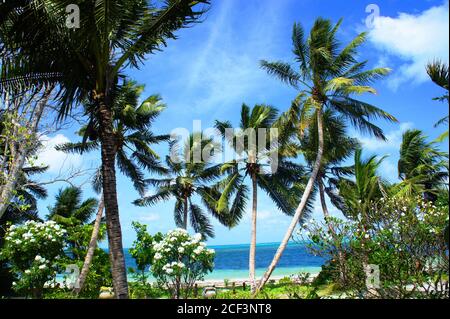 Tropische Landschaft. Schöne Natur der Seychellen exotische Insel. Grüne, üppige Kokospalmen am Ufer des Indischen Ozeans. Sommerurlaub. Sonniger Tag. Stockfoto