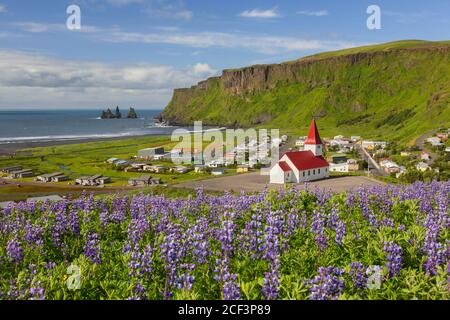 Vík Kirche im Dorf Vík í Mýrdal und Lupinen in Blüte im Sommer, Island Stockfoto