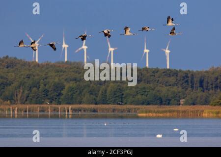 Schar von Kräne / eurasische Kranich (Grus grus) Gruppe fliegen über See im Herbst / Herbst, Mecklenburg-Vorpommern, Deutschland Stockfoto