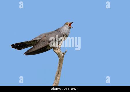 Kuckuck (Cuculus canorus) Männchen thront im Baum und ruft im Frühjahr gegen Blau Himmel Stockfoto