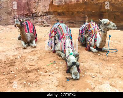 Kamele mit hell geschmückten Sätteln ruhen vor dem Schatzamt, Petra, Jordanien Stockfoto