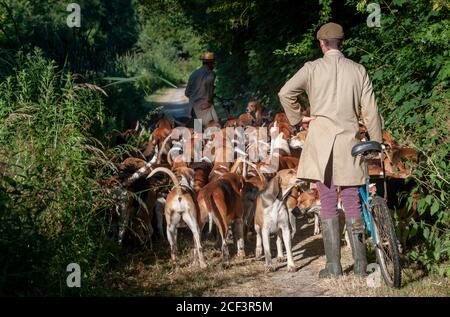 Vale of Belvoir - die Belvoir Jagd, raus für frühmorgendliche Hundeübung entlang des Grantham Canal Stockfoto