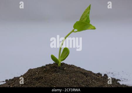 Keimling Bohnen auf weißem Hintergrund. Stockfoto