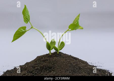 Keimling Bohnen auf weißem Hintergrund. Stockfoto