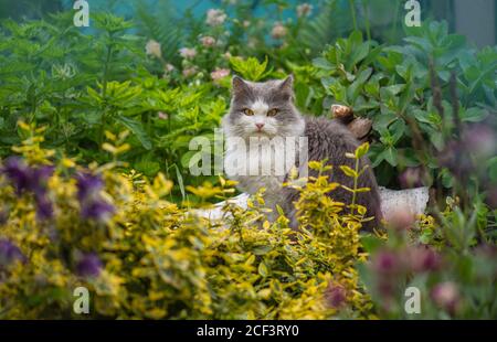 Attraktive Katze draußen im Garten entspannen. Fröhliche Katze zwischen den Blumen im Frühling. Porträt von glücklichen jungen Katze im Herbstgarten im Freien. Stockfoto