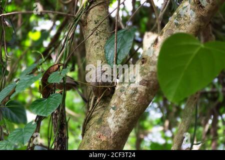 Gelbschnabelschabler (Turdoides affinis) auf einem mit Weinstöcken bedeckten Baum. Sri Lanka, Dezember Stockfoto