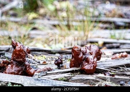 Morel, Herbstgyromitra (Gyromitra infula). Pilze im späten regnerischen Herbst in der Taiga auf einer alten nassen Plankenstraße. Sehr giftig, aber in Osteuropäer Stockfoto