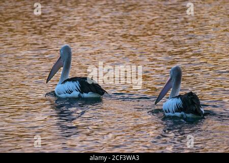 Ein paar australische Pelikane, die abends in Sonnenstrahlen auf dem Wasser schwimmen. Stockfoto