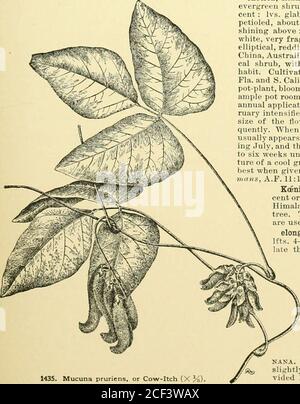 . Cyclopedia of American Horticulture, mit Vorschlägen für den Anbau von Gartenpflanzen, Beschreibungen der Arten von Obst, Gemüse, Blumen und Zierpflanzen in den Vereinigten Staaten und Kanada verkauft, zusammen mit geographischen und biographischen Skizzen, Und eine Zusammenfassung des Pflanzenreiches. Ich mache die Pflanzennahrung mehr verfügbar.Alle krautigen Pflanzen und die meisten Sträucher werden von einem Mulfli in tlio voll begünstigt, egal wie winterhart sie vielleicht in der gegebenen Lokalität sind. Natures Mulch ist die Trümmer offallen Blätter, Gras und anderen Müll. Der Herbst bläst in die Grenze Stockfoto
