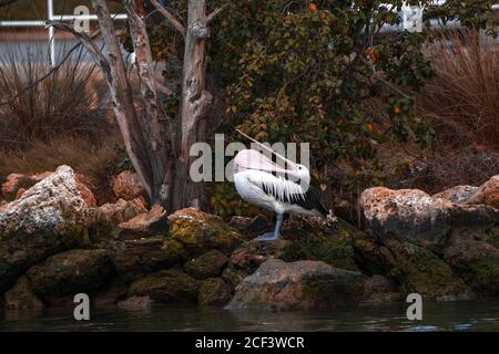 Australian Pelican Reinigung durch Ziehen seiner unteren Rechnung über Brust. Extrem großer offener, breiter Pelikan mit Details des Mundes in der Nähe. Stockfoto