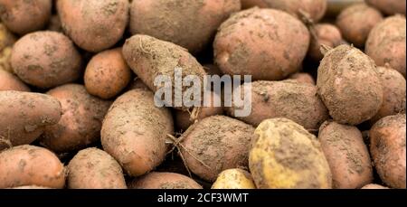 Nahaufnahme eines Kutts einer frischen Kartoffelernte. Kartoffelhintergrund. Konzept. Stockfoto