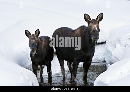 Kuh- und Kälberelch im Winter Stockfoto