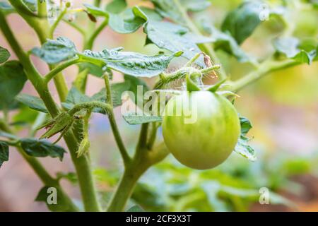 Grüne Tomaten wachsen im Garten. Selektiver Fokus Stockfoto