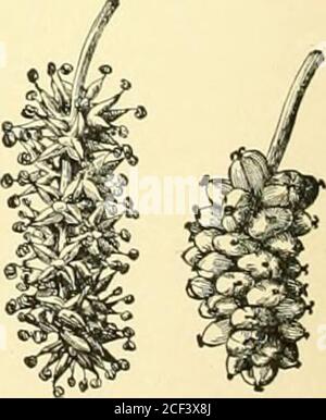 . Cyclopedia of American Horticulture, mit Vorschlägen für den Anbau von Gartenpflanzen, Beschreibungen der Arten von Obst, Gemüse, Blumen und Zierpflanzen in den Vereinigten Staaten und Kanada verkauft, zusammen mit geographischen und biographischen Skizzen, Und eine Zusammenfassung des Pflanzenreiches. S Pflanze ist extrem variabel in der Farbe, von fast weiß bis schokoladenbraun, die verschiedenen Formen eitherfleckig oder schlicht. Sein Formshave wurde unter mindestens 7 eindeutigen Spezifischnamen beschrieben. Luxata, Lindl. Pseudo-Glühlampen 4-6 Zoll lang: IVS mit Ummantelung. 1-2 m lang, schmales lan Stockfoto