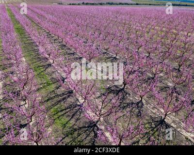 Blüte der Pfirsich in die Felder und Wiesen Europas in der Feder Stockfoto