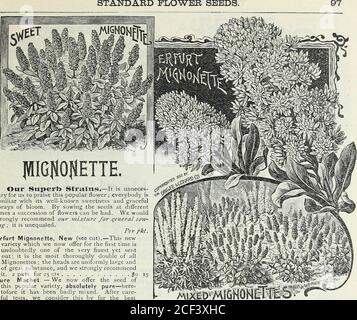 . Unser neuer Führer zur Rosenkultur : 1891. WEISSES JUWEL. Erinus Compacta AjbaErinus weißFinest STANDARD BLUME SAMEN.. JWIGTOETTE Unsere Superb-Sorten. – Es ist unnötigenhaft für uns, diese beliebte Blume zu loben; jeder kennt ihre bekannte Süße und würdevollen Blütenpracht. Durch die Aussaat der Samen zu verschiedenen Zeiten kann eine Reihe von Blumen gehabt werden. Wir würden unsere Mischung für die allgemeine Aussaat sehr empfehlen; sie ist unvergleichlich. Per pkt.Erfurt Mignonette, Neu (siehe Schnitt). – Diese neue Sorte, die wir nun erstmals anbieten, ist zweifellos eine der feinsten, aber dennoch ausgesottet, sie ist die gründlichste Stockfoto