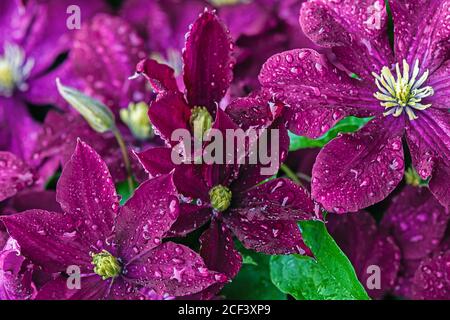 Dunkler magentafarbener Hintergrund von Clematis Blumen mit Wassertropfen Stockfoto